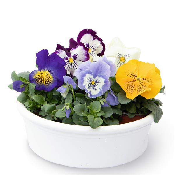 Cats Plus Mix Pansy - Container