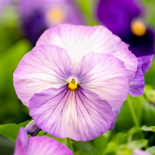 Grandio Lavender Shades Pansy - Bloom