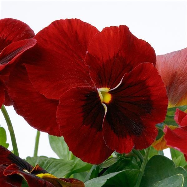 Grandio Red Blotch Pansy - Bloom