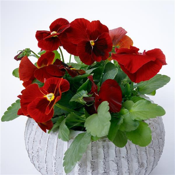 Grandio Red Blotch Pansy - Container