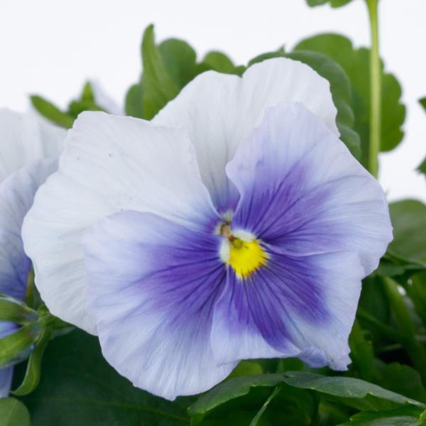 Grandio Silver Blue Pansy - Bloom