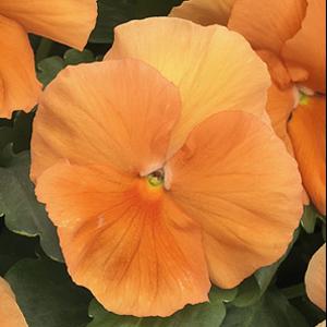 Grandio Clear Orange Pansy - Bloom