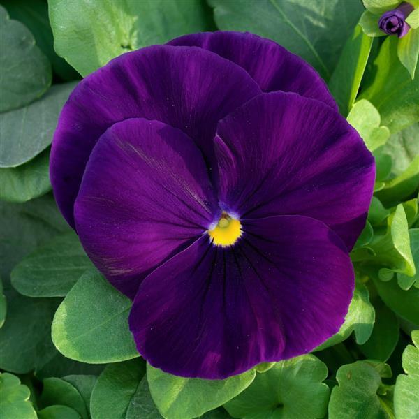 Grandio Clear Purple Pansy - Bloom