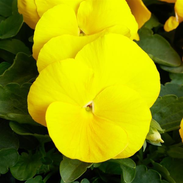 Grandio Clear Yellow Pansy - Bloom