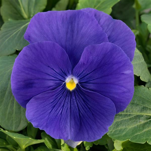 Grandio True Blue Pansy - Bloom