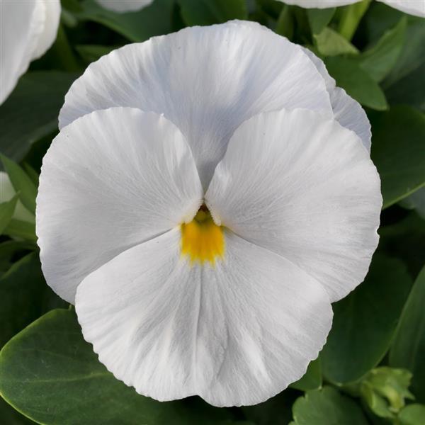 Grandio Clear White Pansy - Bloom