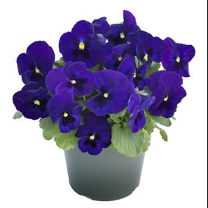 Grandio Deep Blue with Blotch Pansy - Container