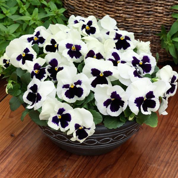 Grandio White with Blotch Pansy - Container