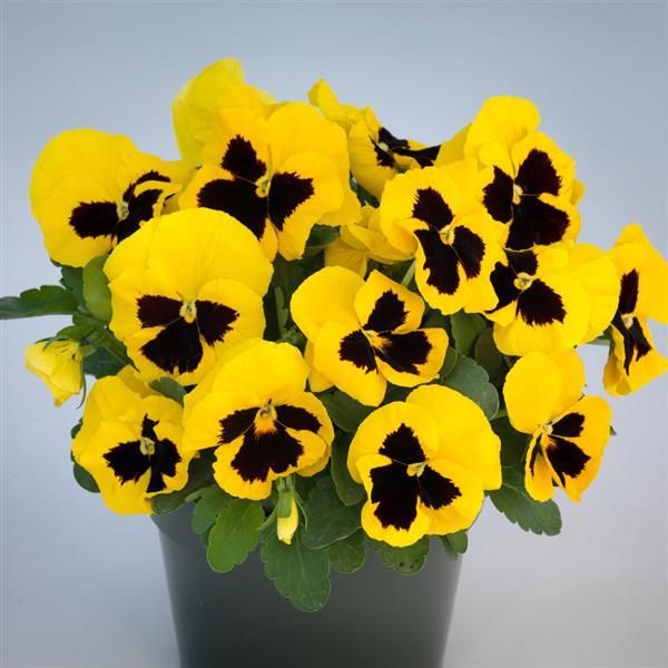 Grandio Yellow with Blotch Pansy - Container