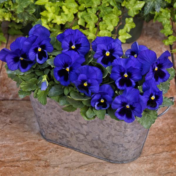 Grandio Blue With Blotch Pansy - Container