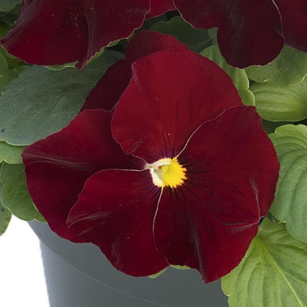 Grandio Clear Scarlet Pansy - Bloom