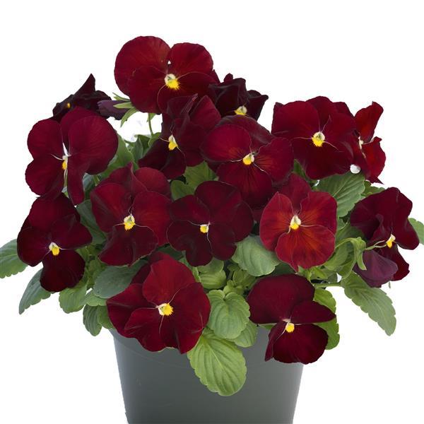 Grandio Clear Scarlet Pansy - Container