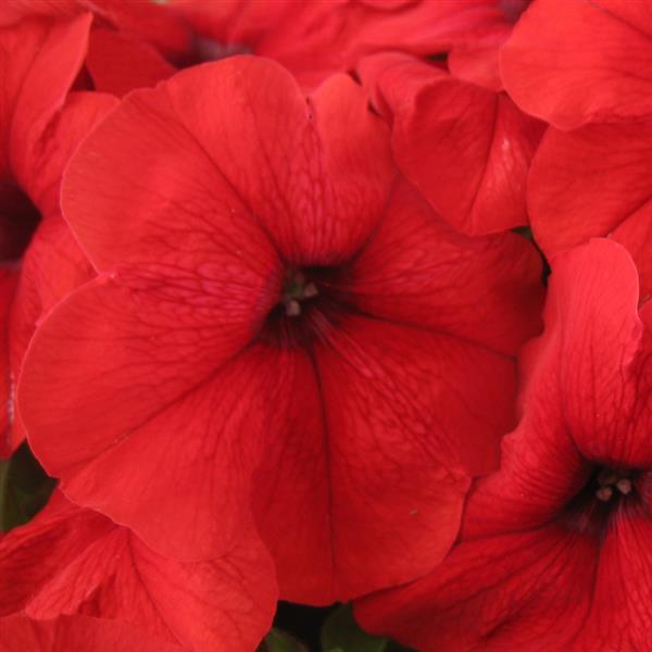 Trilogy Red Petunia - Bloom