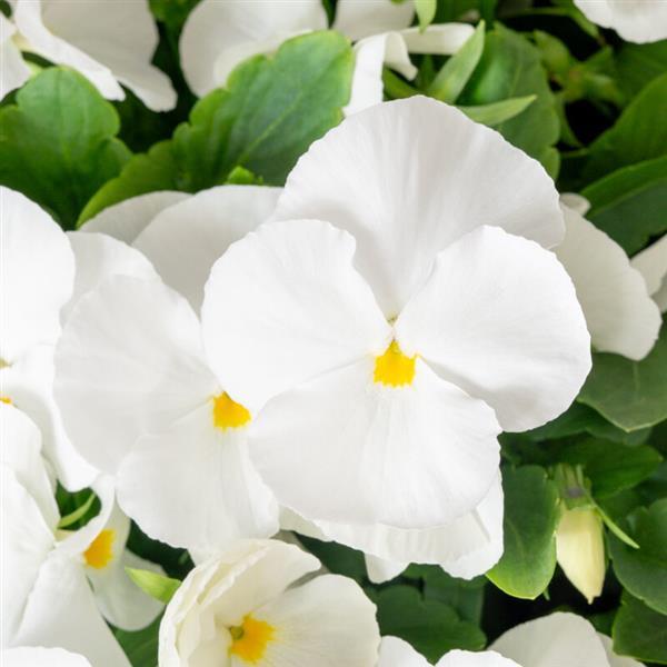 ColorMax White Viola - Bloom