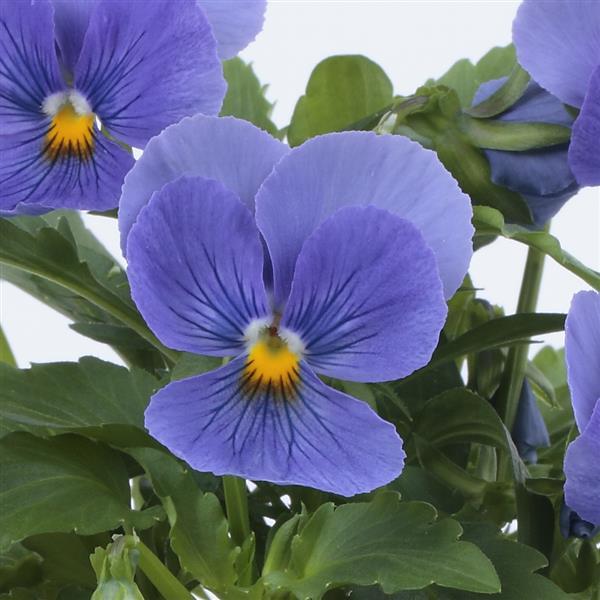 ColorMax True Blue Viola - Bloom