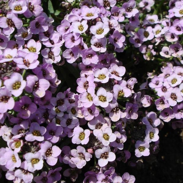 Sweetie Lavender Alyssum - Bloom