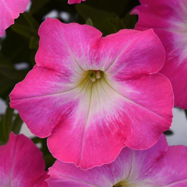 Pinkceptional Petunia - Bloom