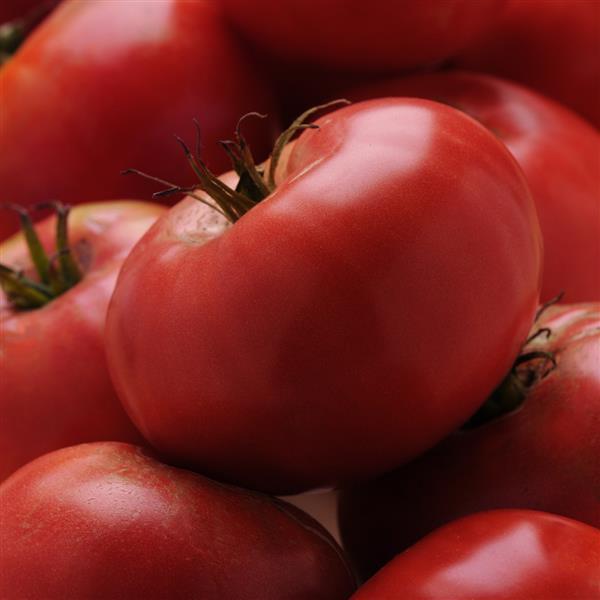 Brandywine Red Tomato - Bloom