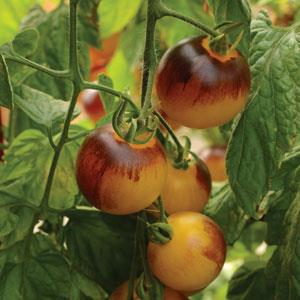 Indigo™ F1 Fireball Tomato - Bloom
