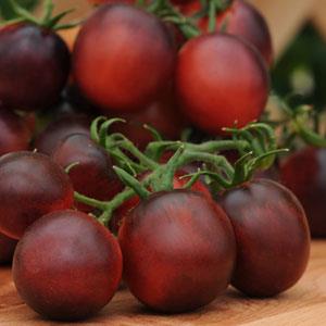Indigo™ F1 Ruby Tomato - Bloom