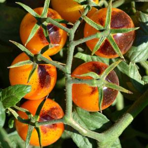 Indigo™ F1 Kumquat Tomato - Bloom