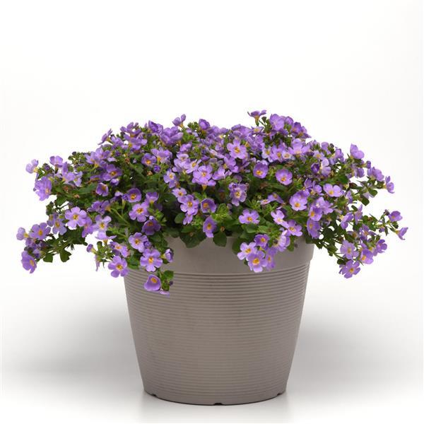 Versa™ Blue Bacopa - Container