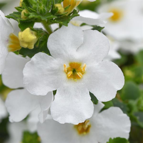 Versa™ White Improved Bacopa - Bloom
