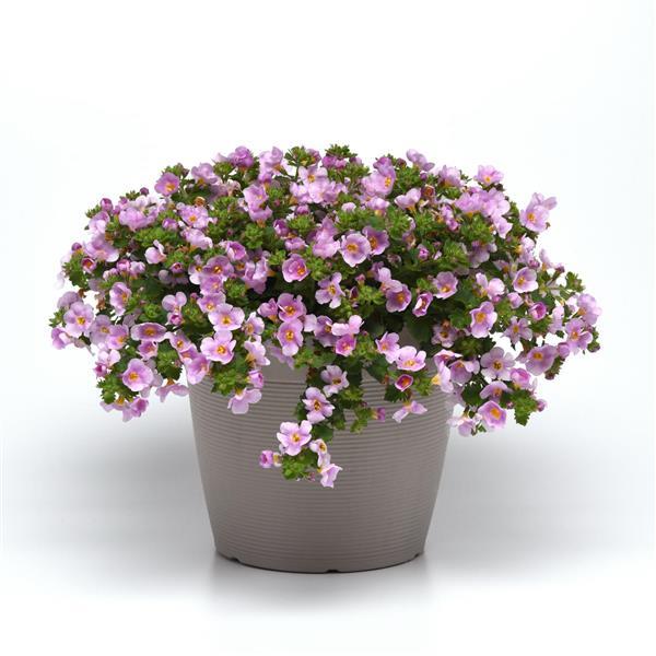 Versa™ Pink Shine Bacopa - Container