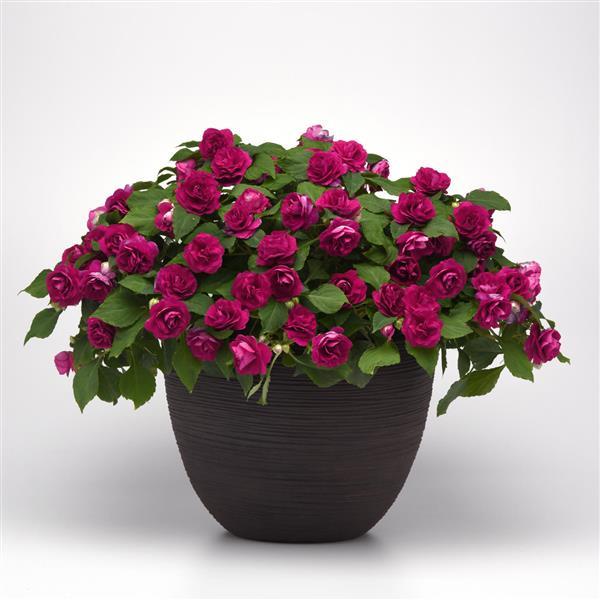 Glimmer™ Burgundy Double Impatiens - Container
