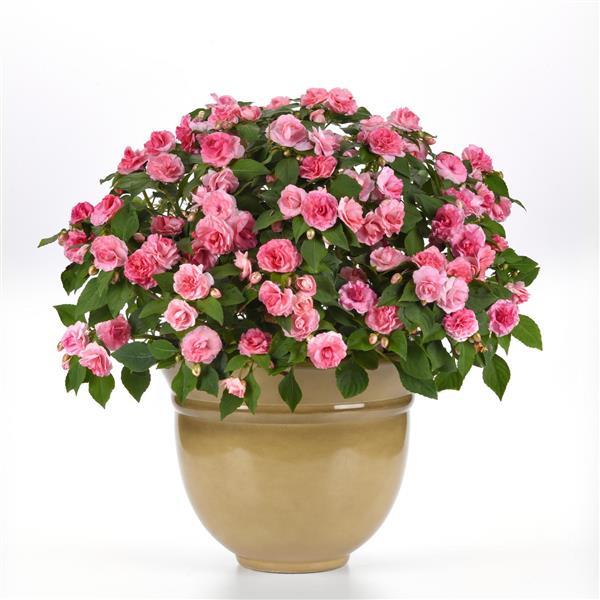 Glimmer™ Pink Double Impatiens - Container