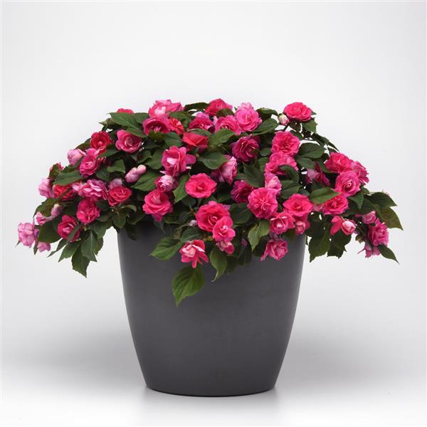 Glimmer™ Hot Pink Double Impatiens - Container