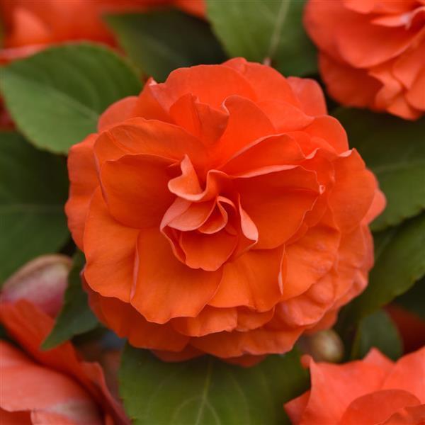 Glimmer™ Salmon Improved Double Impatiens - Bloom