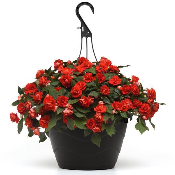 Glimmer™ Bright Red Double Impatiens - Basket