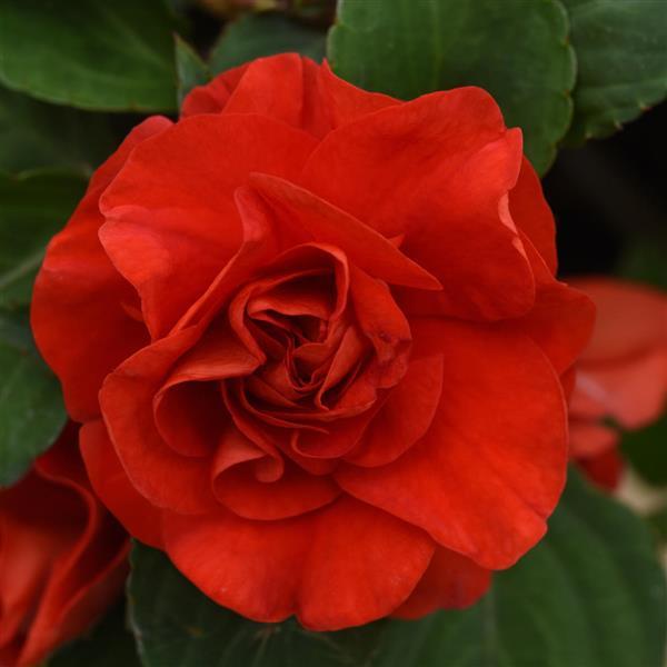 Glimmer™ Bright Red Double Impatiens - Bloom