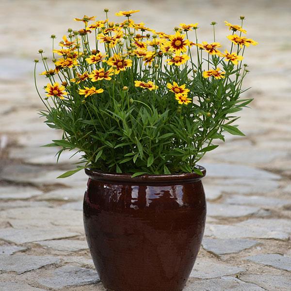 Coreopsis Golden Stardust - Container