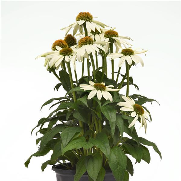 Echinacea Sombrero Poco™ White - Container