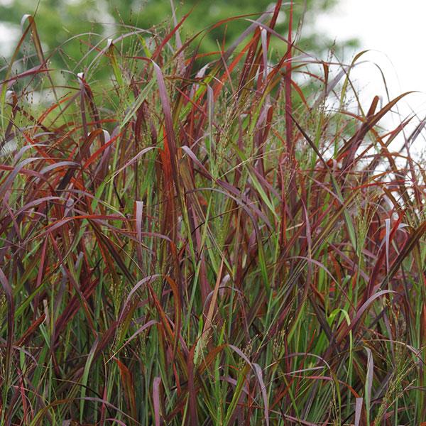 Grass Panicum Ruby Ribbons - Bloom