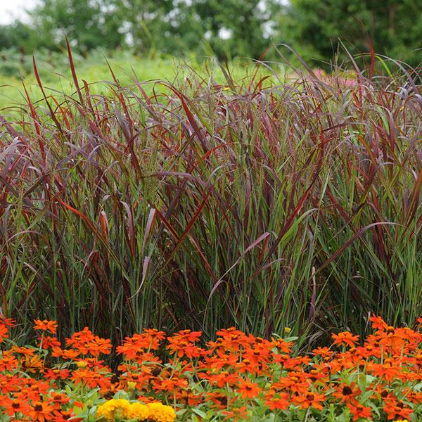 Grass Panicum Ruby Ribbons - Commercial Landscape 1