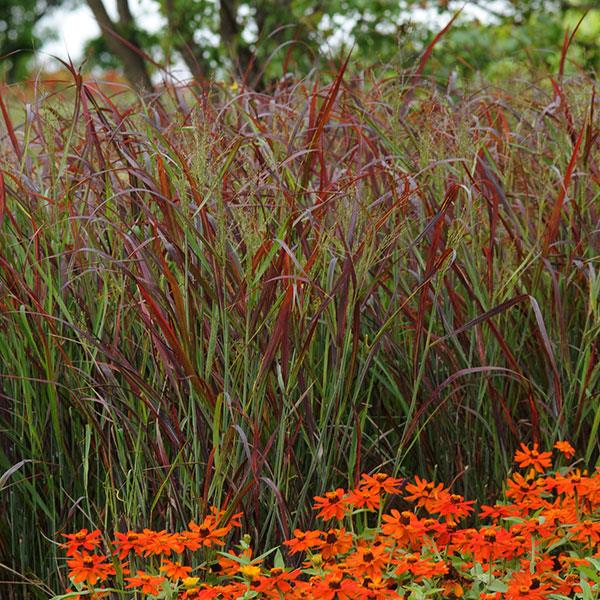 Grass Panicum Ruby Ribbons - Landscape
