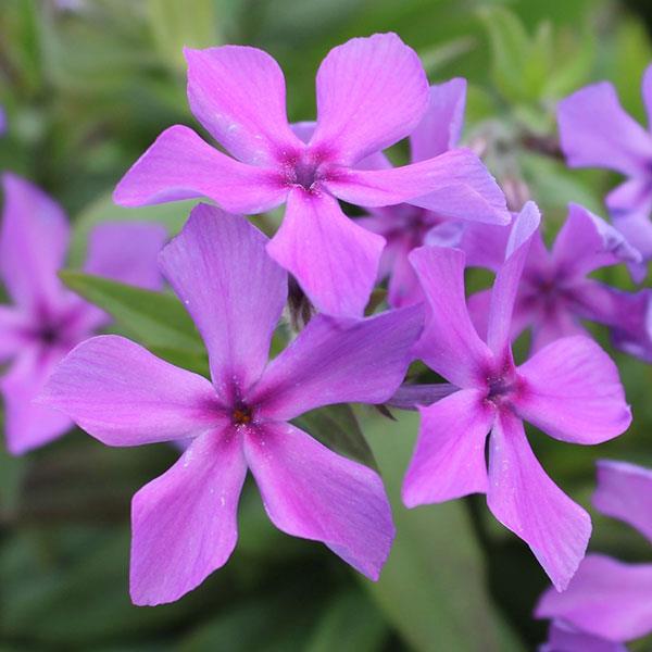 Phlox Paparazzi® Collection Jagger - Bloom
