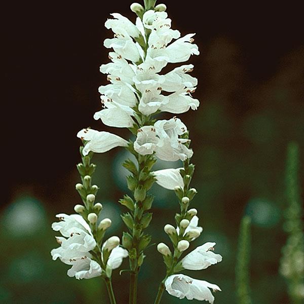 Physostegia virginiana Miss Manners - Bloom