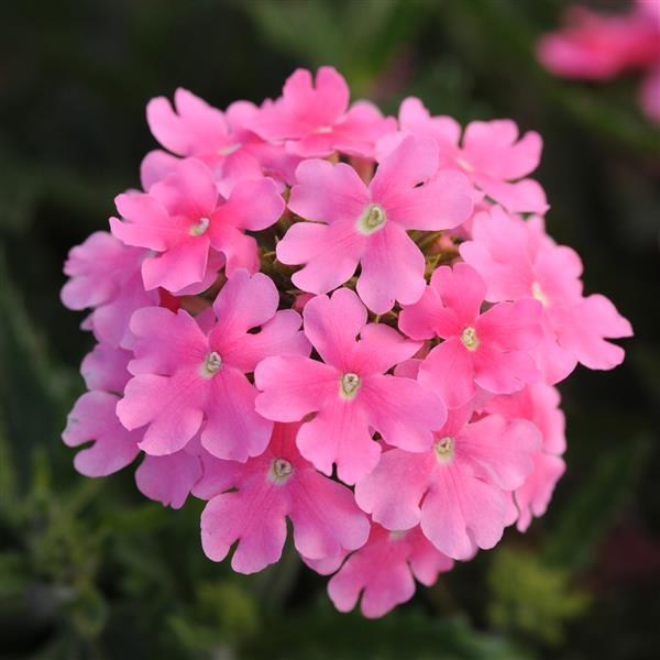Quartz XP Pink Verbena - Bloom