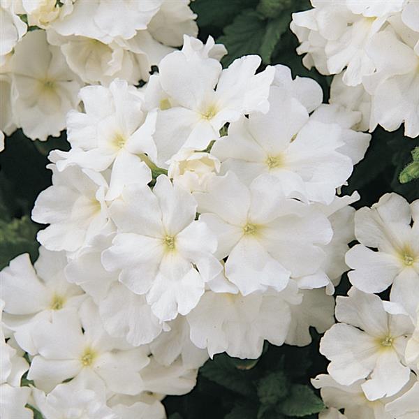 Quartz XP White Verbena - Bloom