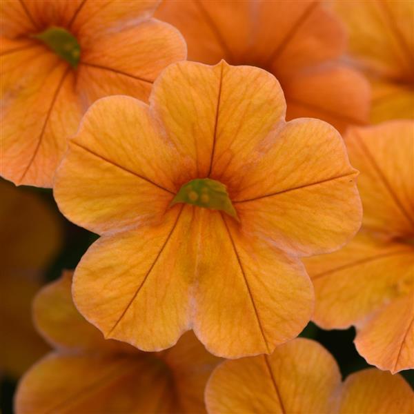 Cha-Cha™ Tangerine Calibrachoa - Bloom