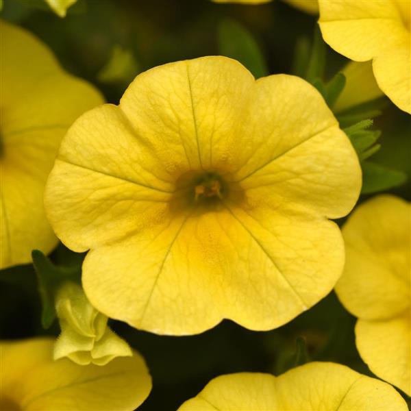 Cha-Cha™ Yellow Calibrachoa - Bloom