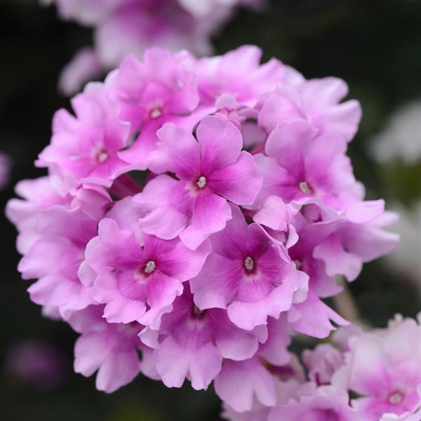 EnduraScape™ Pink Bicolor Verbena - Bloom
