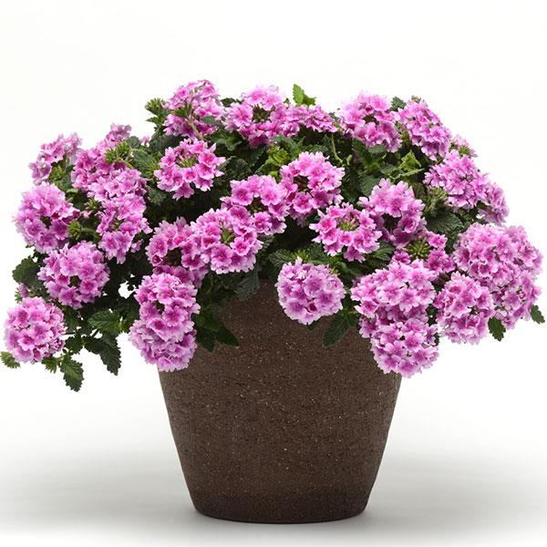 EnduraScape™ Pink Bicolor Verbena - Container