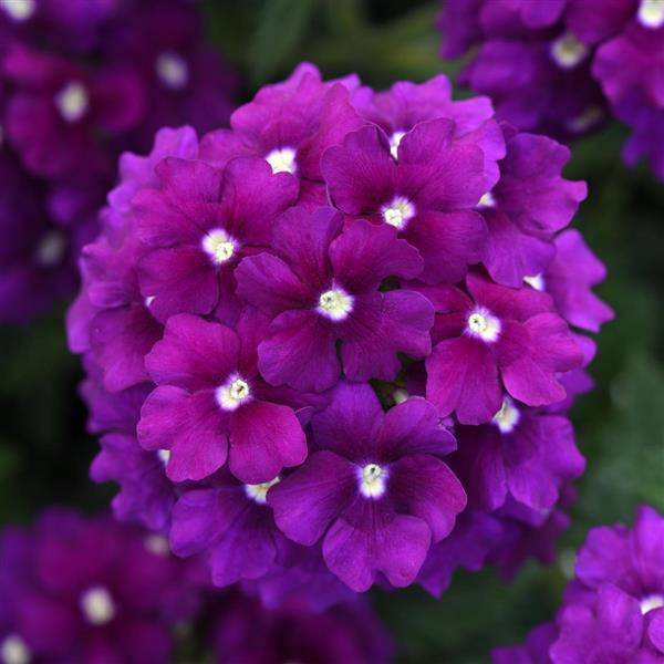 EnduraScape™ Purple Verbena - Bloom