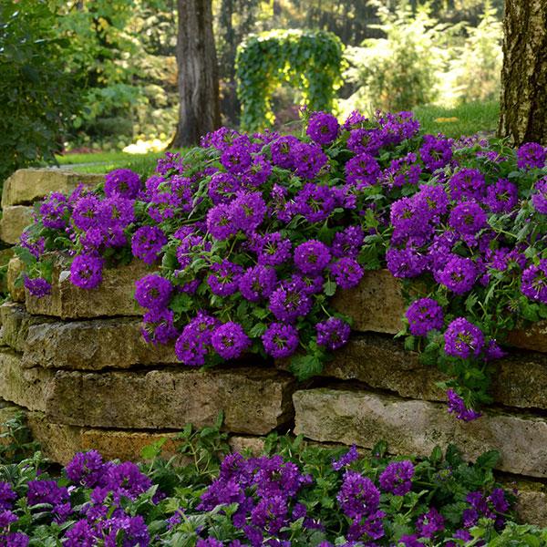 EnduraScape™ Purple Verbena - Landscape