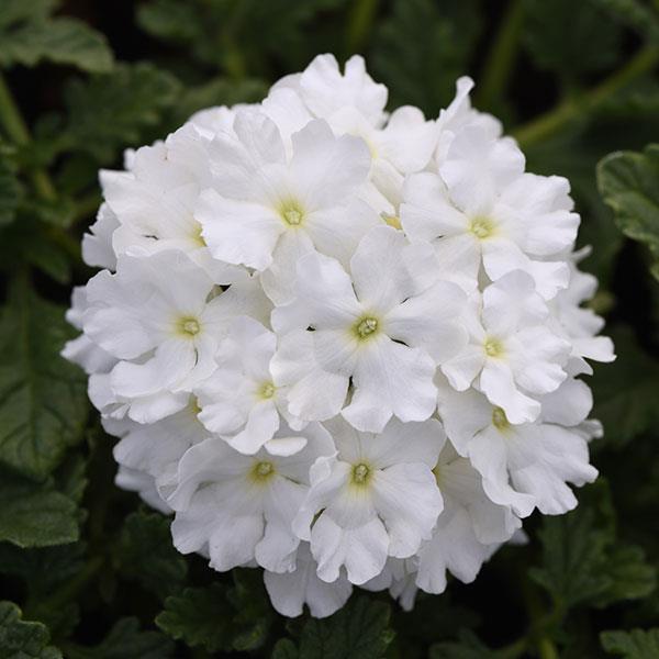 EnduraScape™ White Verbena - Bloom